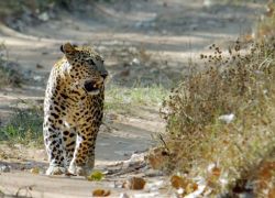 Kumbhalgarh National Park in Kumbhalgarh
