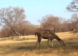 Ranthambore National Park in Ranthambore
