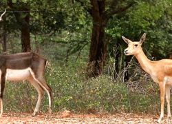 Mahavir Harina Vanasthali National Park in Hyderabad