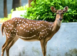Guindy National Park in Chennai