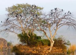Ranthambore Wildlife Sanctuary in Ranthambore