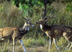 Ramnagar Wildlife Sanctuary in Kashmir