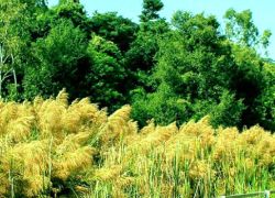 Jasrota National Park in Kashmir
