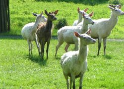 Alisagar Deer Park in Nizamabad
