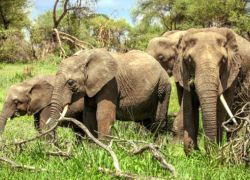 Itanagar Wildlife Sanctuary in Itanagar