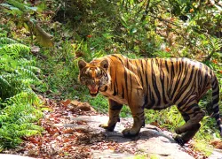 Parambikulam Wildlife Sanctuary in Palakkad