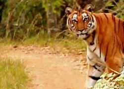 BR Hills Wildlife Sanctuary in Kemmannagundi