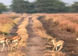 Black Buck National Park in Bhavnagar