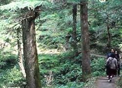 Trekking in Chail in Chail