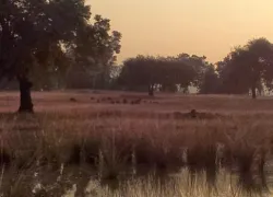 Pachmarhi National Park in Pachmarhi