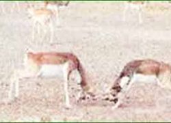 Gajner Wildlife Sanctuary,Bikaner Wildlife Tour