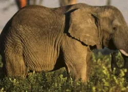 Sepahijala Wildlife Sanctuary in Agartala