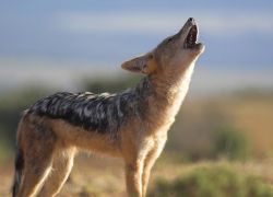 Rampara Wildlife Sanctuary in Rajkot