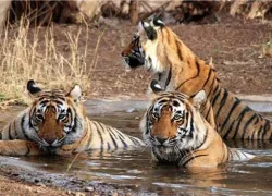 Rajgir Wildlife Sanctuary in Rajgir