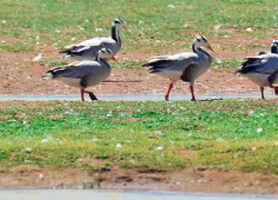 Kunthakulam Bird Sanctuary in Tirunelveli
