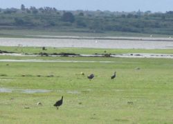 Jayakwadi Bird Sanctuary in Aurangabad