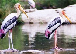 Bharatpur Bird Sanctuary in Bharatpur