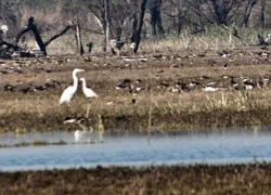 Sultanpur Bird Sanctuary in Gurgaon