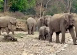 Jeep Safari in Jim Corbett