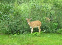 Van Vihar National Park