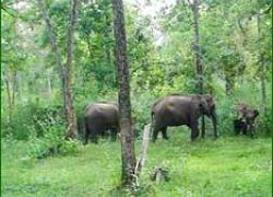 Wayanad Wildlife Sanctuary,Wayanad National Park,W