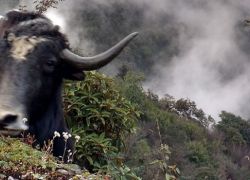 Kyongnosla Alpine Sanctuary in Gangtok