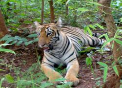 Bhamragarh Wildlife Sanctuary in Chandrapur