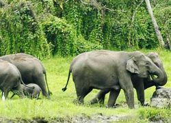 Chapramari Wildlife Sanctuary