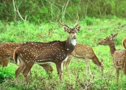 Askot Wildlife Sanctuary in Kumaon