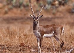 Pranahita Wildlife Sanctuary in Adilabad