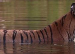 Tipeshwar Sanctuary in Amarvati