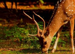 Krishna Sanctuary in Guntur