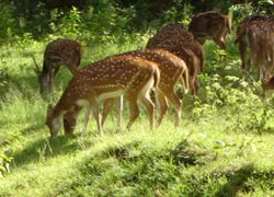 Kawal Wildlife Sanctuary in Adilabad
