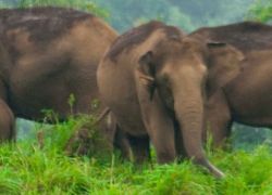Kalakkadu Wildlife Sanctuary in Tirunelveli