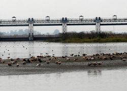 Assan Barrage Bird Sanctuary in Dehradun