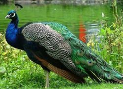 Hastinapur Sanctuary in Meerut