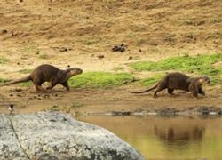 Anerdam Wildlife Sanctuary in Amarvati