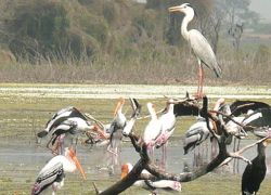 Manjira Bird Sanctuary in Hyderabad
