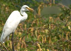 Bhindawas Bird Sanctuary in Jhajjar