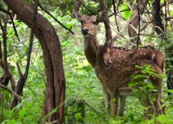 Balpakram National Park in Garo Hills