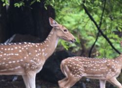 Sanjay Gandhi Wildlife Sanctuary in Mumbai