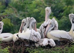 Nelapattu Bird Sanctuary in Nellore