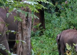 Kaundinya Wildlife Sanctuary in Palamaner