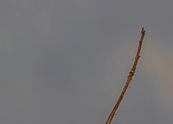 Mahananda Wildlife Sanctuary