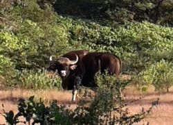 Dajipur Bison Sanctuary in Kolhapur