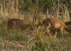 Chilla Wildlife Sanctuary
