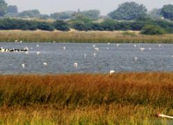 Khijadia Bird Sanctuary in Jamnagar