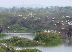 Vedanthangal Bird Sanctuary