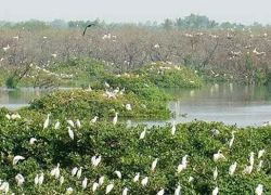 Vedanthangal Bird Sanctuary 2 in Kanchipuram