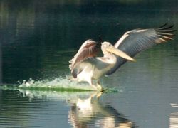 Porbandar Birds Sanctuary in Porbandar